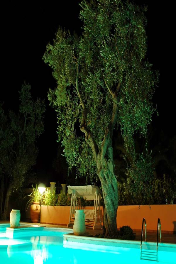 secular olive tree gargano