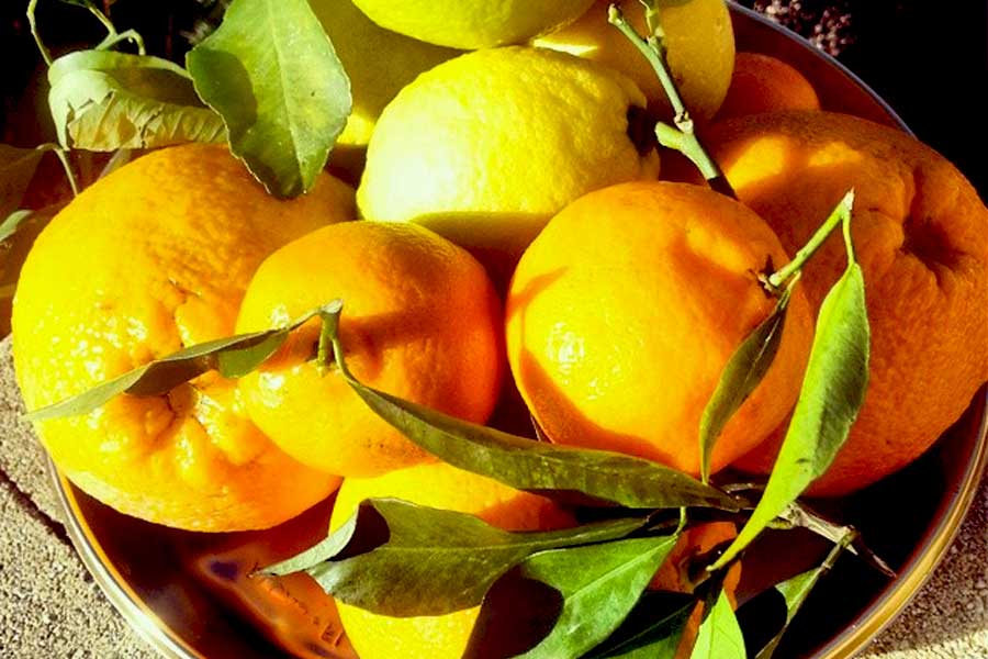 garganic citrus