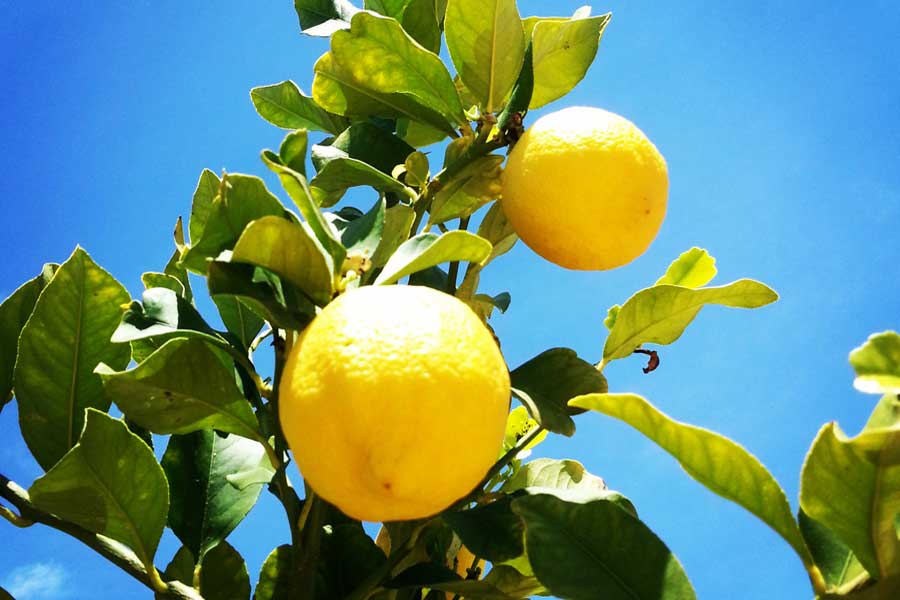 garganic lemon