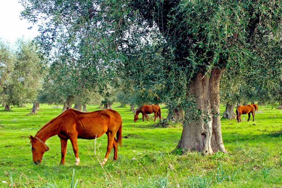 horses grazing