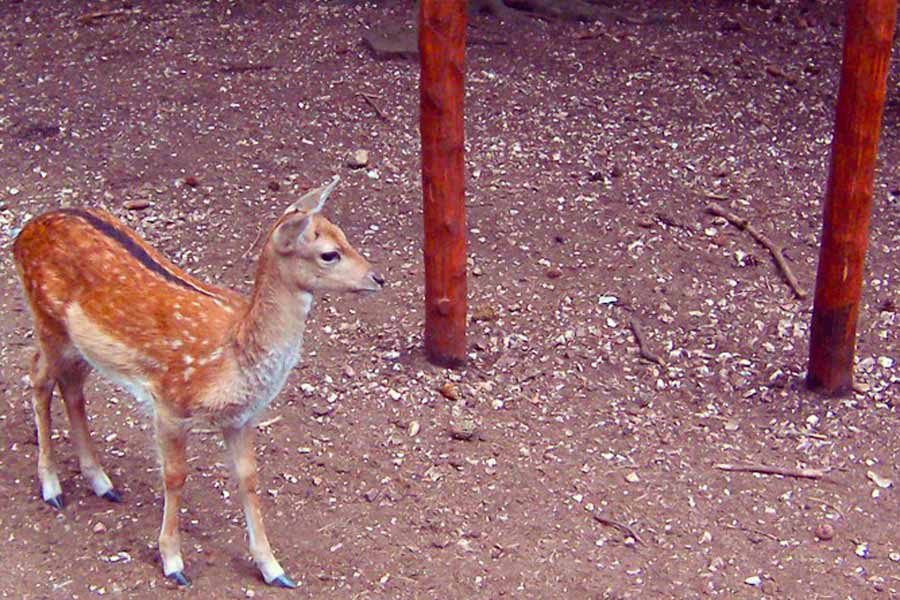 deers forest umbra national park