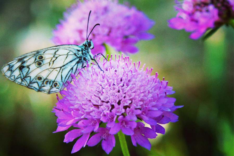 butterfly flower vieste