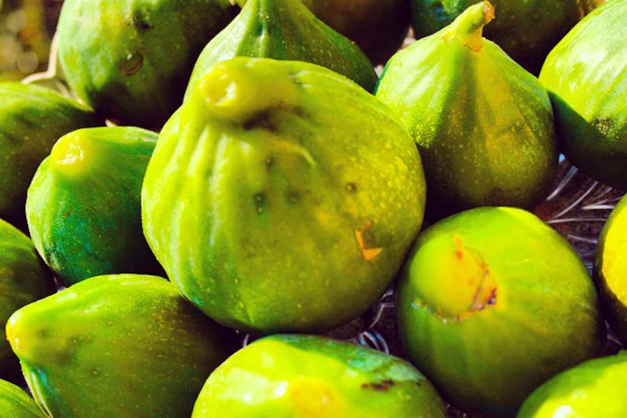 figs tipic gargano