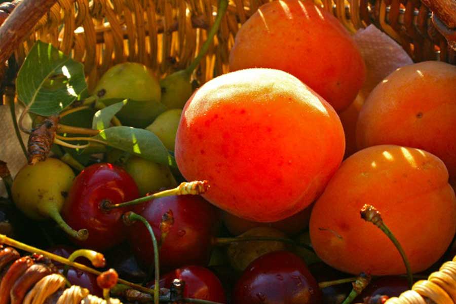 basket with fruits