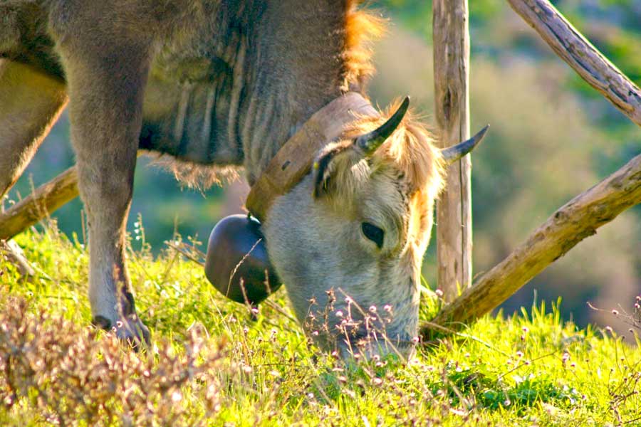 cow podolic grazing