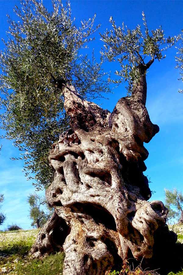 garganic olive secular tree