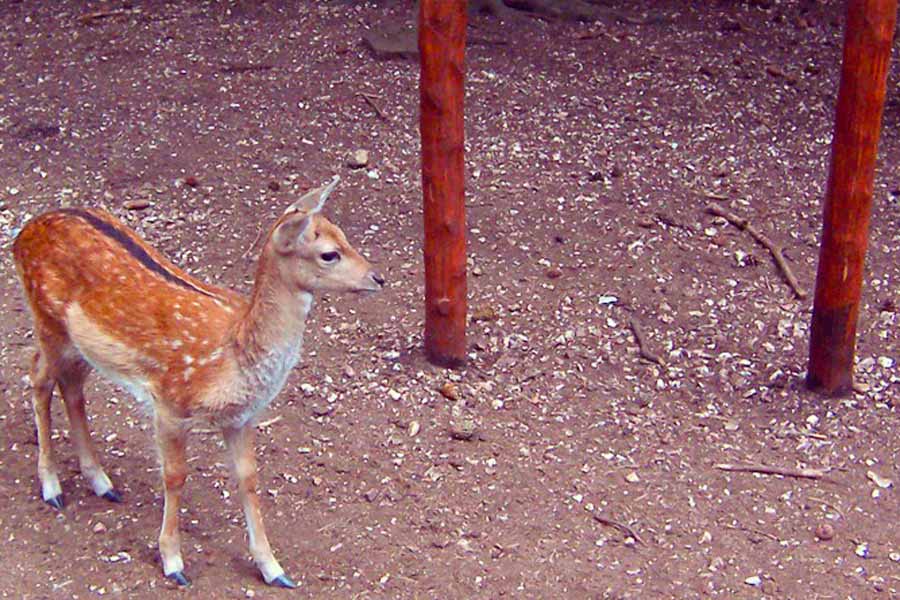 daini foresta umbra parco nazionale