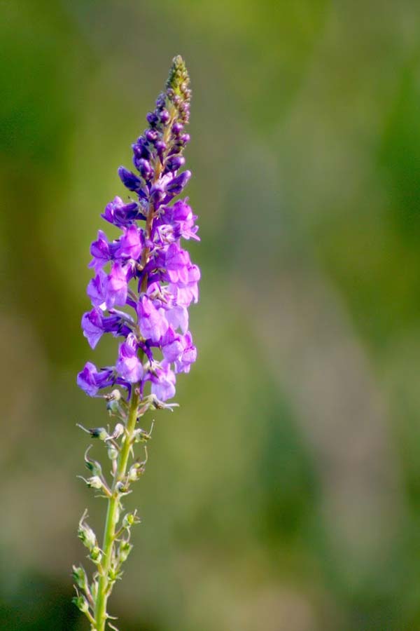 flora del gargano