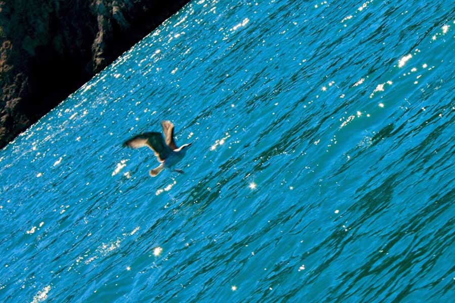 volo gabbiano mare gargano