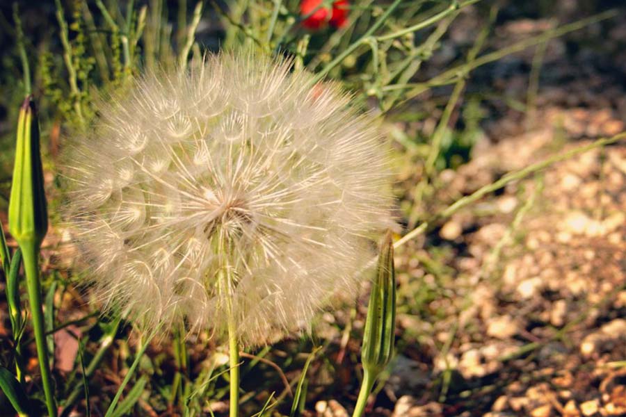 flora selvatica gargano